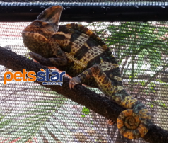 Veiled Chameleon Info